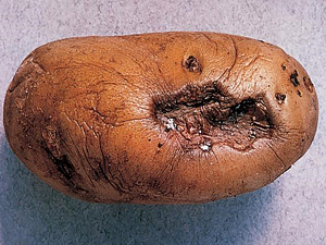 Картофель, пораженный альтернариозом