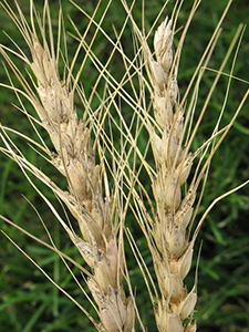 Симптомы альтернариоза пшеницы