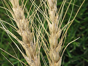 Симптомы альтернариоза пшеницы