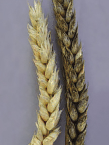 Симптомы заражения Alternaria на колосе пшеницы