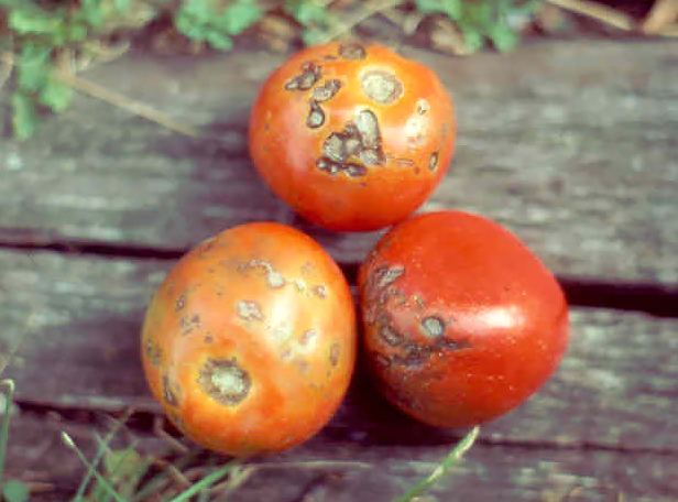 Альтернариоз томата - лечение и методы борьбы с болезнямисельско-хозяйственных культур - Кроп-Протекшн Средства защиты растений