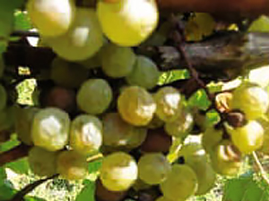 Первые симптомы альтернариоза винограда