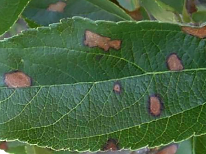 Симптомы заражения Alternaria на листе яблони