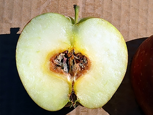 Яблоко, зараженное альтернариозом