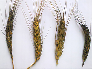 Симптомы альтернариоза зерновых культур
