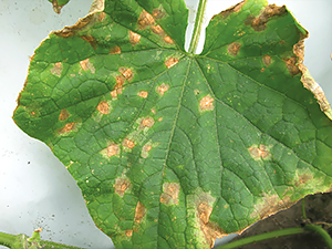 Пятна антракноза на листе огурца