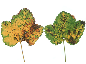 Пятна антракноза на листьях смородины