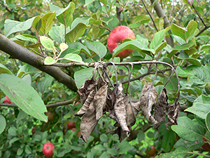 Засохшие листья яблони