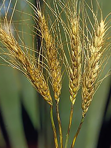 Пшеница, зараженная бактериозом