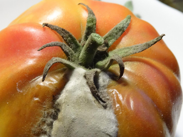 Белая гниль томатов - лечение и методы борьбы с болезнямисельско-хозяйственных культур - Кроп-Протекшн Средства защиты растений