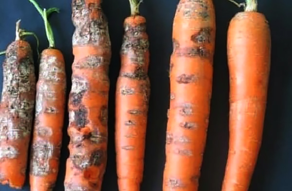 Фомоз моркови и методы борьбы