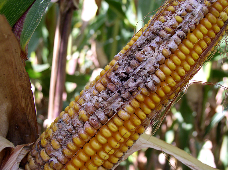 Фузариоз кукурузы - лечение и методы борьбы с болезнямисельско-хозяйственных культур - Кроп-Протекшн Средства защиты растений
