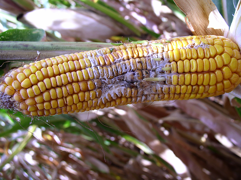 Фузариоз всходов кукурузы и методы лечения