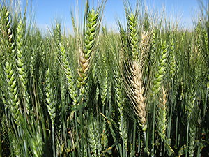 Пшеница, пораженная фузариозом