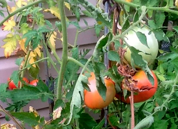 Фузариоз томатов - лечение и методы борьбы с болезнямисельско-хозяйственных культур - Кроп-Протекшн Средства защиты растений
