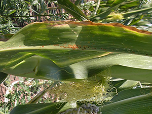Кукуруза, зараженная гельминтоспориозом
