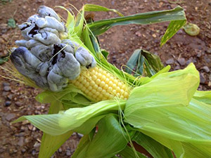 Кукуруза, зараженная пузырчатой головнёй