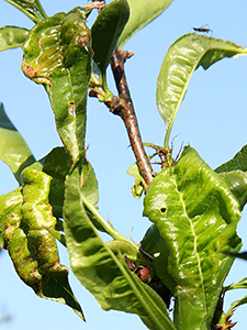 Признаки заражения персика курчавостью листьев