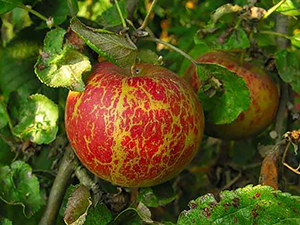 Яблоко, зараженное мучнистой росой