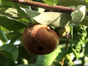 Яблоко, зараженное плодовой гнилью