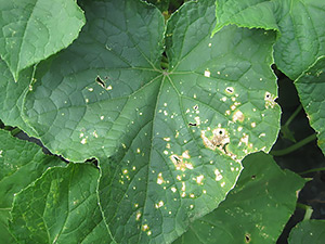 Признаки бактериальной пятнистости на листьях огурца