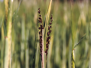 Пшеница, пораженная грибом Ustilago tritici
