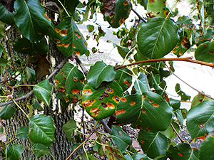 Признаки ржавчины на листьях груши