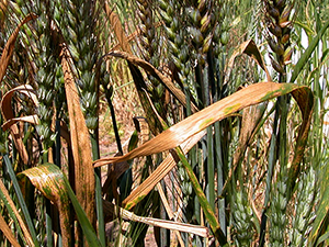 Пшеница, зараженная септориозом