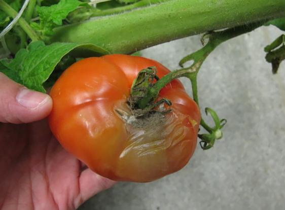 Серая гниль томатов - лечение и методы борьбы с болезнямисельско-хозяйственных культур - Кроп-Протекшн Средства защиты растений