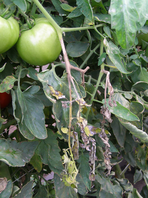 Серая гниль томатов - лечение и методы борьбы с болезнямисельско-хозяйственных культур - Кроп-Протекшн Средства защиты растений