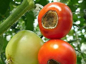 Плоды томатов, пораженные сухой гнилью