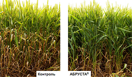 Контроль септориоза пшеницы