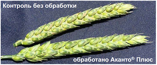 Колос пшеницы, обработанный Аканто Плюс