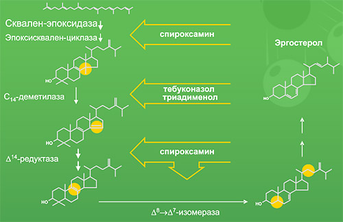Ингибирование этапов биосинтеза стеролов