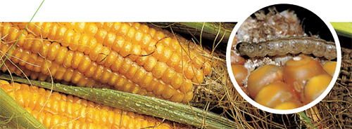 Защита кукурузы