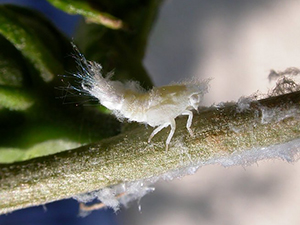 Личинка белой цикадки