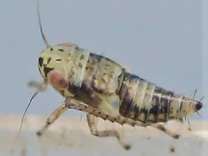 Личинка шеститочечной цикадки