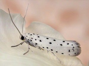 Yponomeuta malinellus