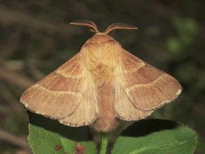 Malacosoma neustria