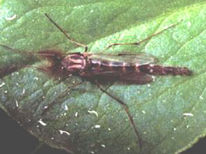 Cricotopus silvestris