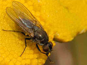 Летняя капустная муха