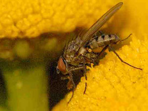 Летняя капустная муха - вредитель капусты