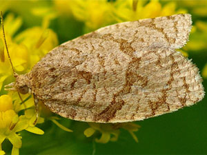 Adoxophyes orana