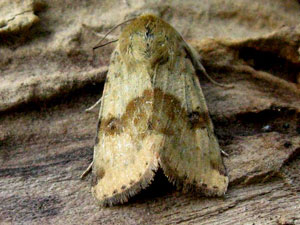 Heliothis viriplaca