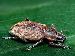 Sitona humeralis