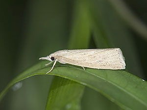 Chilo suppressalis