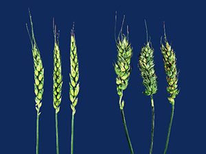 Пшеница, поврежденная нематодой