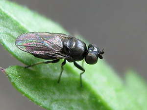 Шведская муха