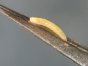 Личинка шведской мухи
