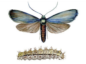 Theresia ampelophaga